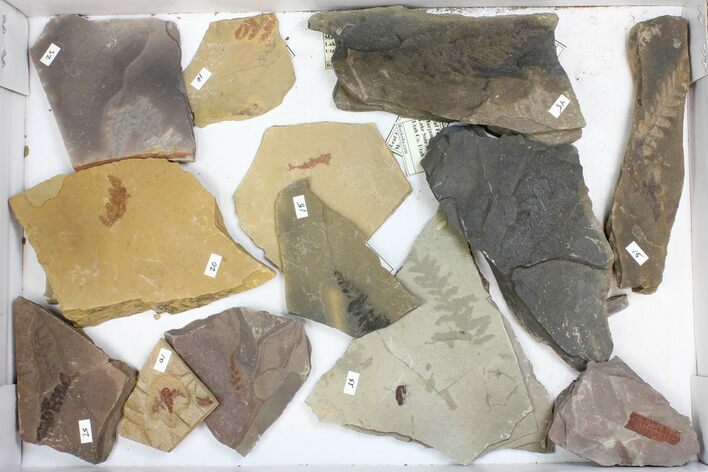Wholesale Flat - Assorted Plant Fossils From Manning Shale - Pieces #134399
